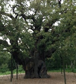 Archaeology in Sherwood Forest