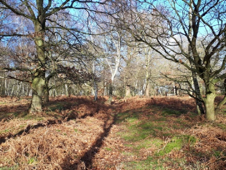 Medieval holloway- archaeology in Sherwood Forest