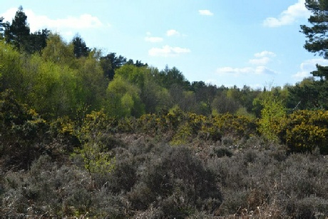 Ancient Lings, Budby South Forest - Archaeology in Sherwood Forest