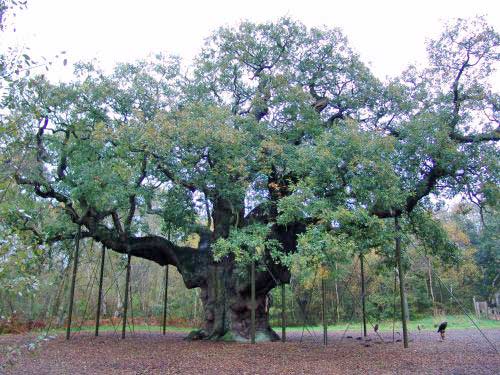 the Major Oak: Icon of Medieval Sherwood Forest hideaway of Robin Hood