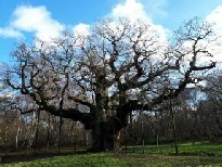 The Major Oak in Sherwood Forest