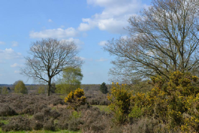 Medieval heath land sherwood forest