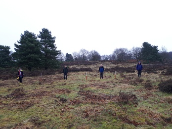 Ridge and Furrow Ploughing, Budby South Forest- Archaeology in Sherwood Forest
