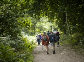 Wander in the woods of Sherwood Forest