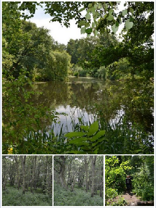 Community Archaeology Nottinghamshire Mercian Archaeological Services Spa Ponds Clipstone Peel Sherwood Forest