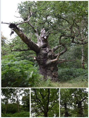 Community Archaeology Nottinghamshire Mercian Archaeological Services Robin Hood Sherwood Forest