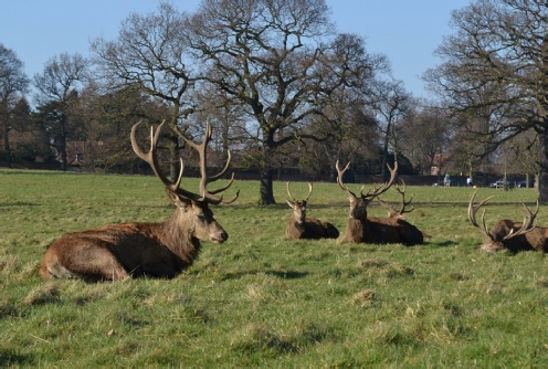Red Deer Stags in Sherwood Forest Wollaton Park Nottingham