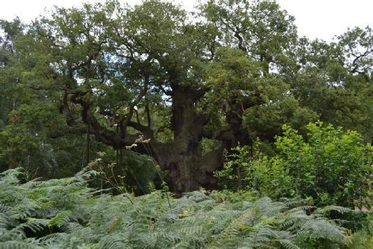 Major Oak Sherwood Forest Robin Hood