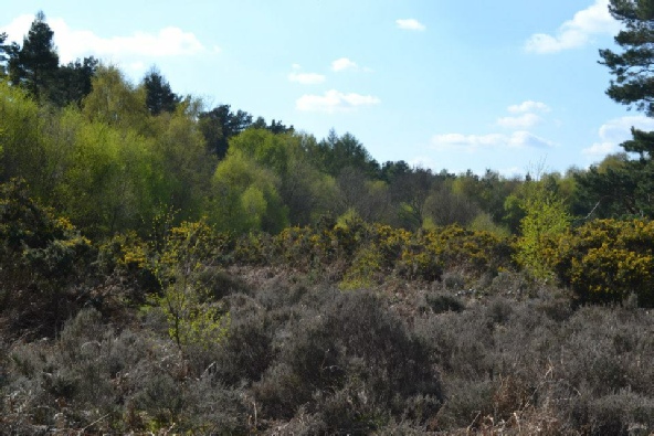 Medieval Lings Sherwood Forest