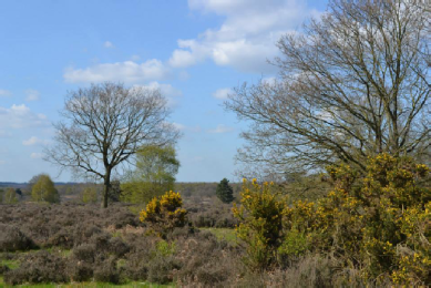 Heather on Budby South Forest