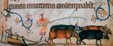 Oxen plough team from the 14th century Luttrell Psalter