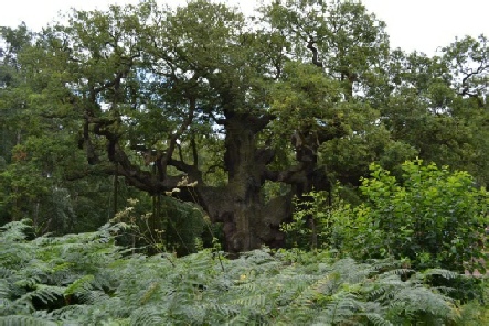 Major Oak, legendary hideaway of Robin Hood in Birklands Wood - Archaeology in Sherwood Forest