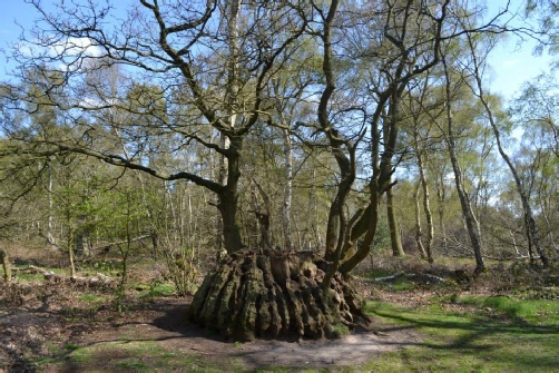 Medusa Oak Sherwood Forest