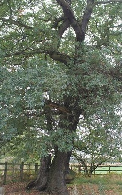 Parliament oak sherwood forest